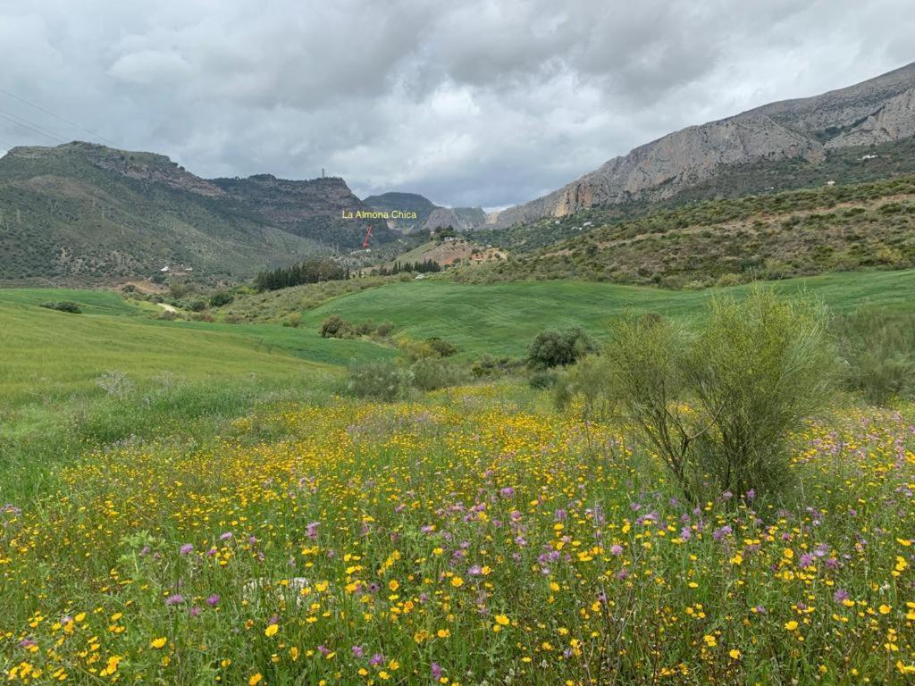 Casa Isabel - La Almona Chica Pensionat El Chorro Eksteriør billede